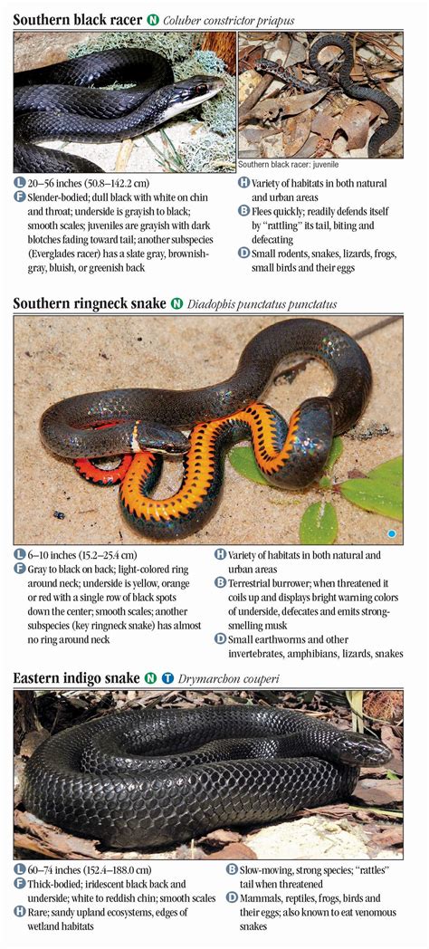 Florida Poisonous Snake Identification Chart