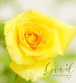 Beautiful Good Morning Yellow Rose Images November