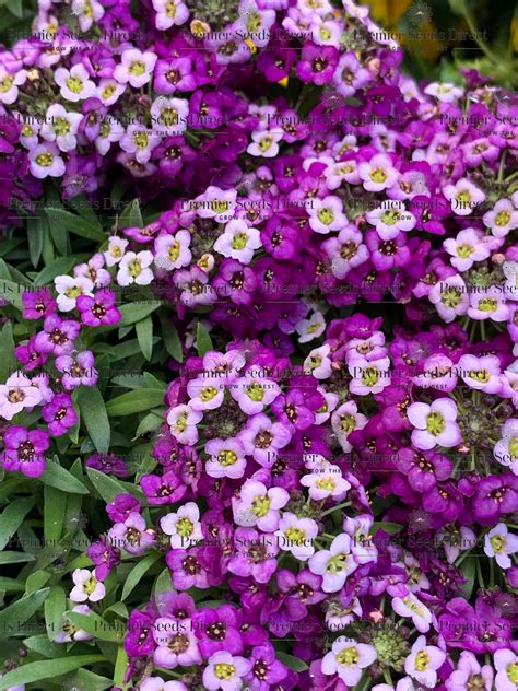 Alyssum Royal Carpet Flowers Alyssum Premier Seeds Direct Ltd