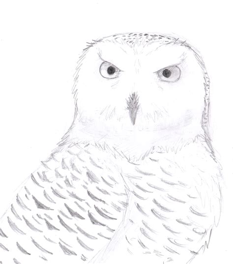 Snowy Owl Drawing at PaintingValley.com | Explore collection of Snowy ...