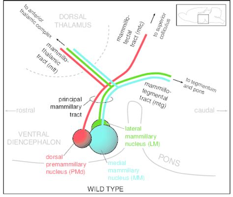 Organization Of The Three Nuclei Of The Mammillary Body And Their