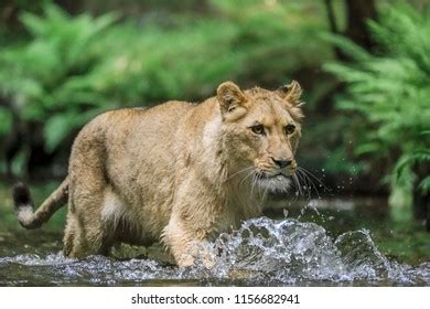 Closeup Portrait Lioness Chasing Prey Creek Stock Photo 1156682941