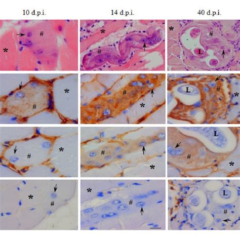 Basic Histology And Immunohistochemistry On Mouse Skeletal Muscles With