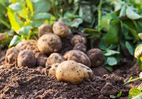 Spiselige Planter I Hagen Slik Lykkes Du Plantinavia Norge