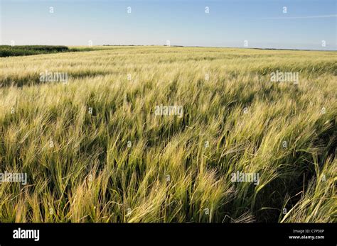 Saskatchewan Wheat Field Hi Res Stock Photography And Images Alamy