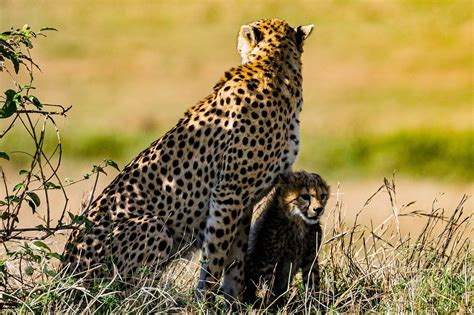 Cheetah Cub Feline Free Photo On Pixabay Pixabay