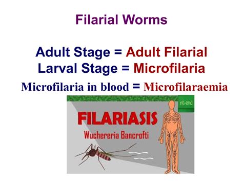 SOLUTION Lec 5 Filariasis Studypool