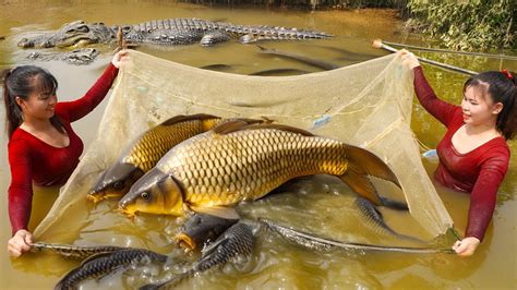 Harvesting A Lot Of Big Fish Goes To Market Sell Cooking Fish