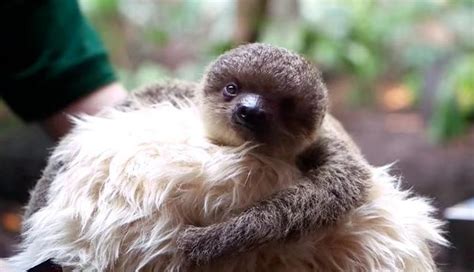 Baby Sloth Clings To His Special Surrogate Mom - The Dodo