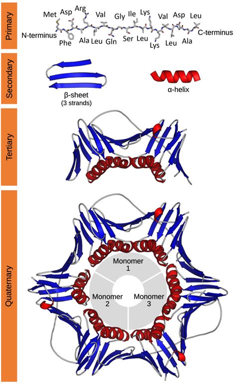 Protein structure - Wikipedia