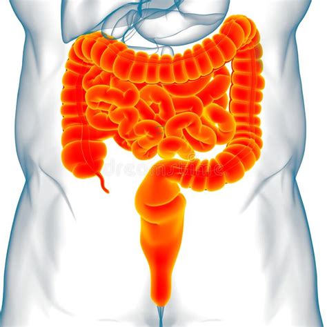 Small And Large Intestine 3d Illustration Human Digestive System