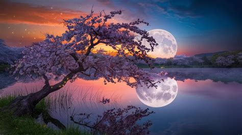 Moonlit Cherry Blossom Night | Premium AI-generated image