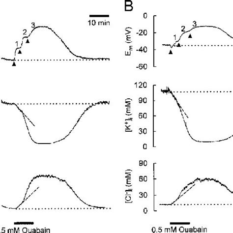 Effect Of Ouabain On E M K I Na I And Cl I The