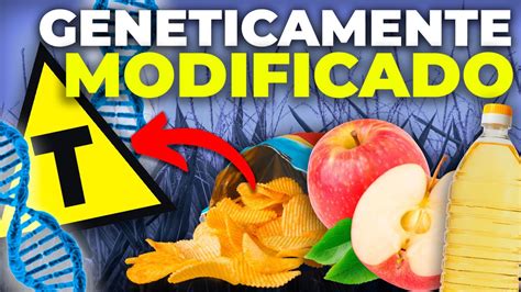 O Que é Um Produto Transgênico - 6