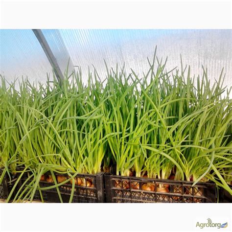 Продам Лук Пером Штудгарт — Agrotorg.Kyiv