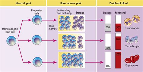 Structure And Function Of The Hematologic System Basicmedical Key