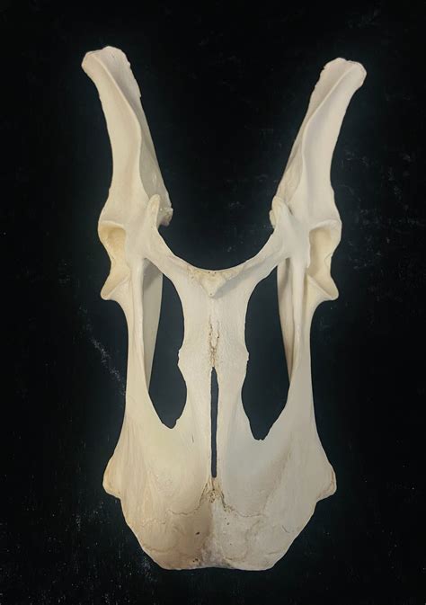 Billy Goat Pelvis Etsy