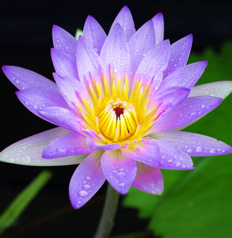 Lotus Flower Colors Beautiful Flowers Trees To Plant