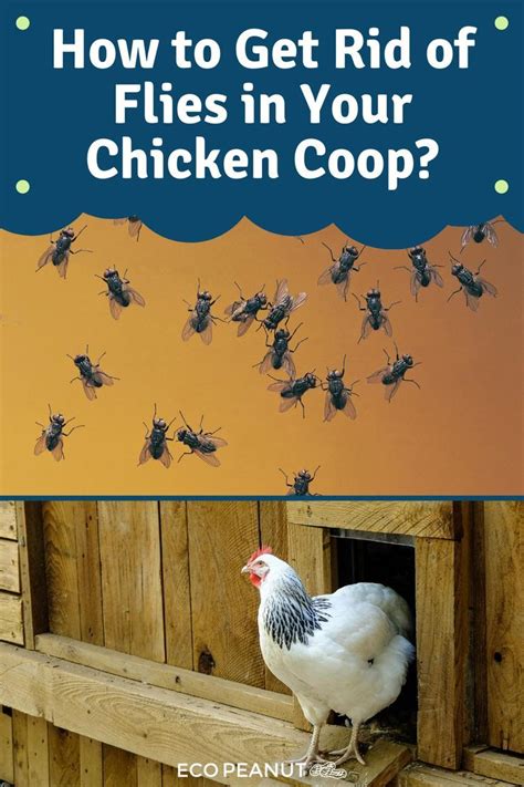 How To Keep Flies Out Of The Chicken Coop Eco Peanut In 2020 Coop