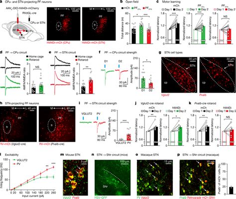 Cpu And Stn Projecting Pf Neurons Mediate Different Motor