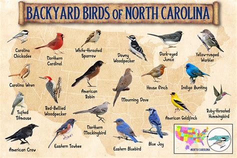 Buy Backyard Birds Of North Carolina Canvas Wall Art - Bird Watching - North Carolina Bird Print ...