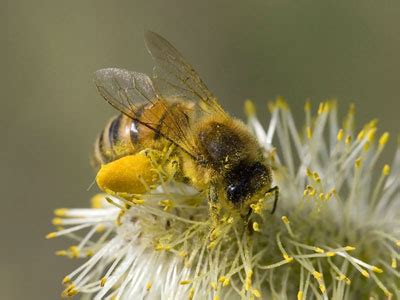 Bee Pollination Map | The Life of Bee