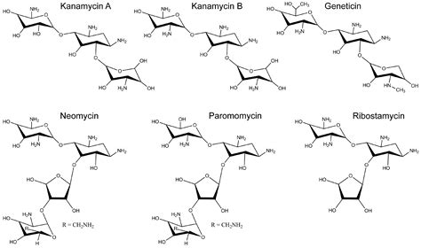Inhibition by Commercial Aminoglycosides of Human Connexin Hemichannels