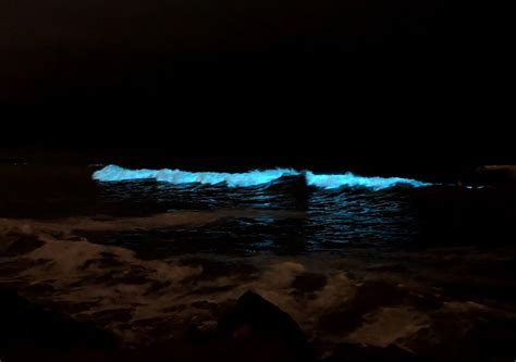 Mar Del Plata Aparecieron Olas Fluorescentes Que Brillan En La Oscuridad