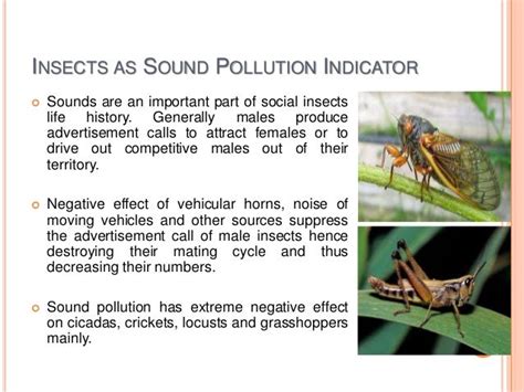 Insect As Pollution Indicator