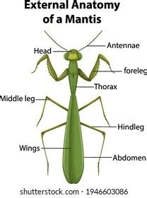 Free insect anatomy stock photos. Download the best free insect anatomy ...