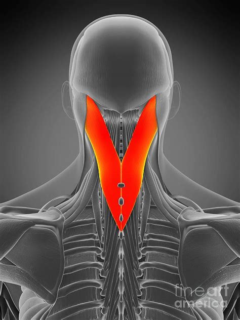 Splenius Capitis Muscle Photograph By Sebastian Kaulitzki Science Photo