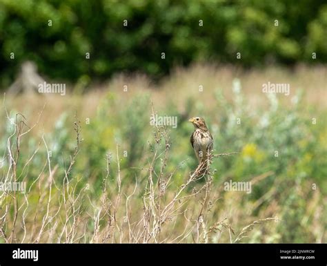 Detailed Close Up Of A Corn Bunting Emberiza Calandra Stock Photo Alamy