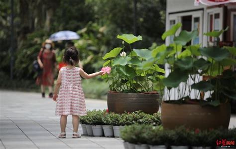 成都荷花展开展啦！人民公园6000余盆荷花等你来赏 每日头条