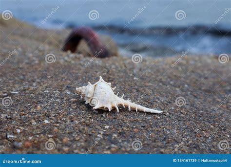 White Pointy Seashell On The Concrete Wall By The Beach Stock Image