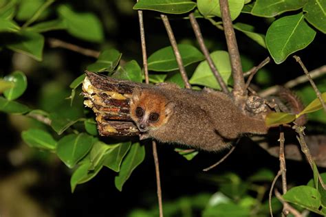 Brown Mouse Lemur Microcebus Rufus Ranomafana National Park