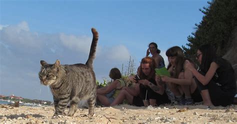 OASI SU PALLOSU Lello Il Gatto Superstar Di Su Pallosu Che In Questo