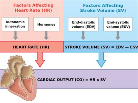 Cardiac Output Flashcards Quizlet