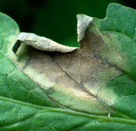 Late blight on tomatoes