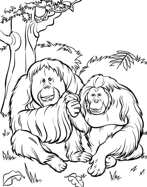 Dibujos De Orangután Para Colorear E Imprimir Coloringonlycom