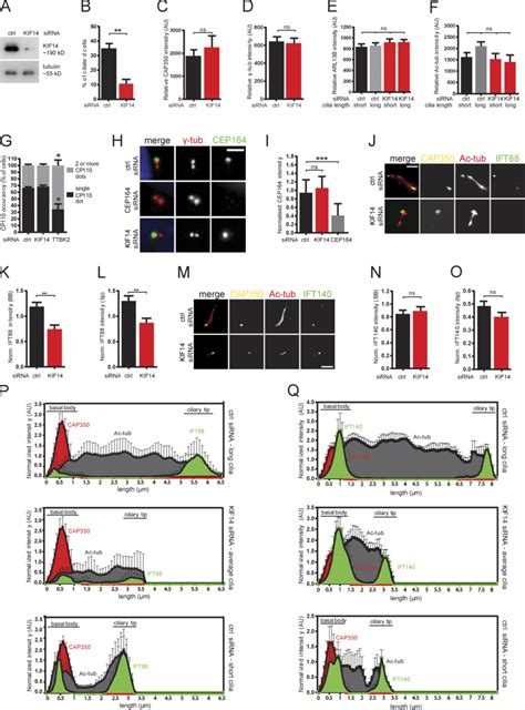 Kif14 Knockdown Affects Localization Of Bb Components And Ift B Download Scientific Diagram