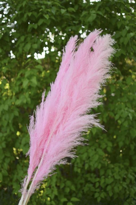 Preserved Dyed Pampas Grass The Blaithin Blair Shop