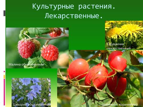 Какие культурные растения выращивают в уральских горах - фото