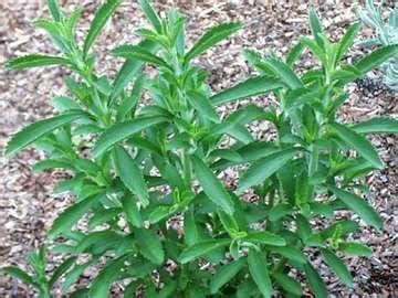 Stevia Todo Lo Que Necesitas Saber Sobre Este Endulzante