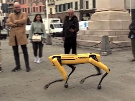 Genova Cane Robot A Spasso Per Il Porto Antico Litiga Con Un