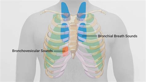 MedSim - Respiratory System Auscultation - YouTube