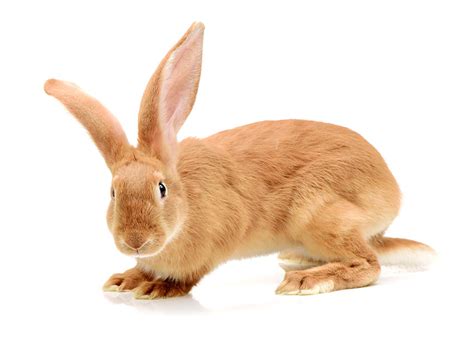 Leave A Comment How Often To Clean A Rabbit Rabbit Hygiene