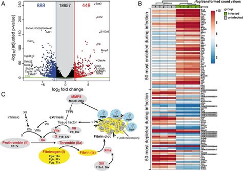 Tissue Dual RNA Seq Allows Fast Discovery Of Infection Specific