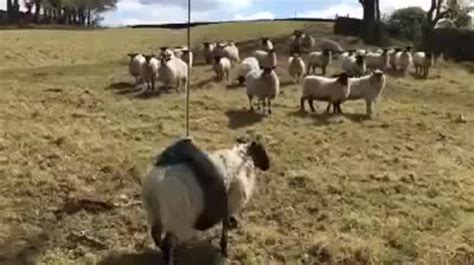 Sheep Gets Accidentally Caught In A Tire Swing Farmer Cant Stop