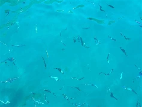 Vanuit Positano Halve Dag Rondvaart Snorkelen Langs De Amalfikust