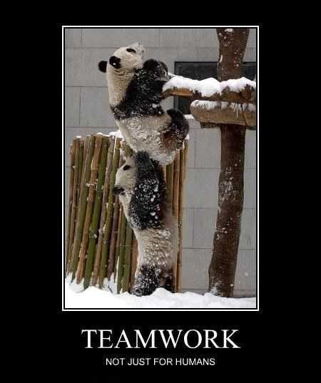 Teamwork Meme Discover more interesting Animal, Cat, Cute, Dog memes. https://www.idlememe.com ...